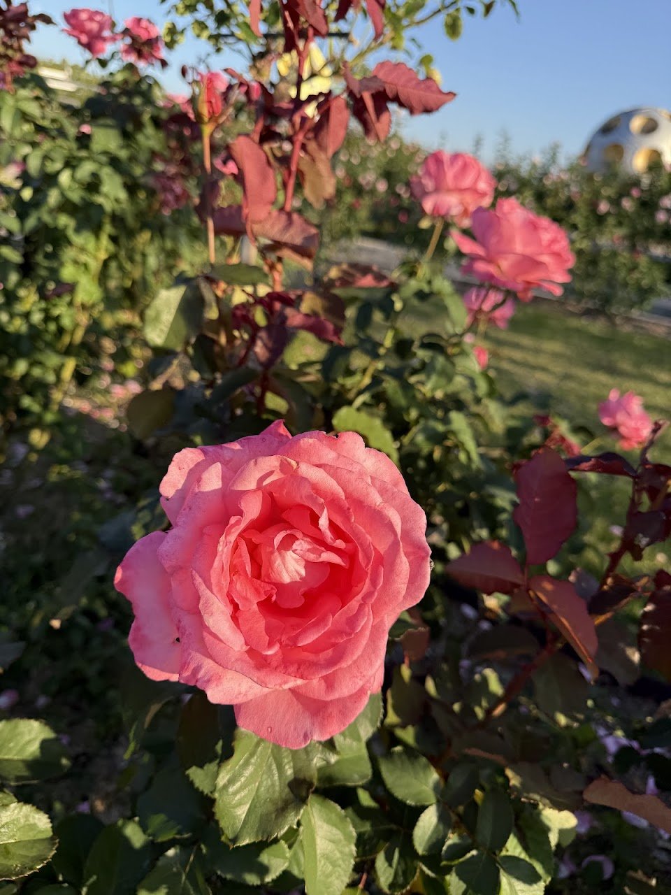 🌹 평화의 장미원(헤이와노바라엔)